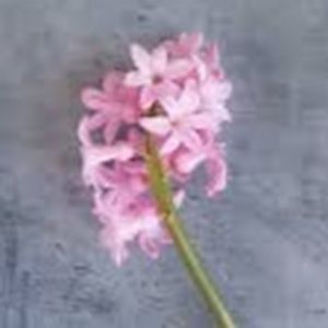 Meet your Posher, Emalee